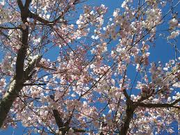 Поцелуи под черешнею - чудесные