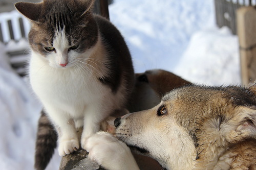 Эй! Пушок, не печалься... к фото Яндекса