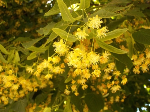 Липа цветёт. картинка