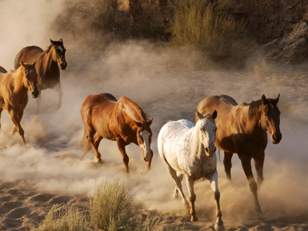 Табуном проскакали лошади...