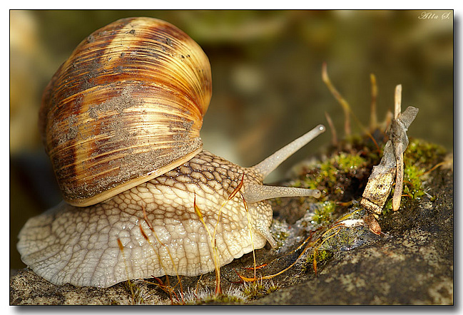 Ползи улитка по склону Фудзи...