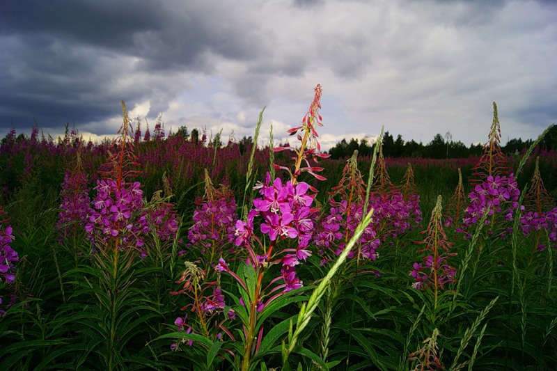 Опуб. Лесной сон или Иван-чай