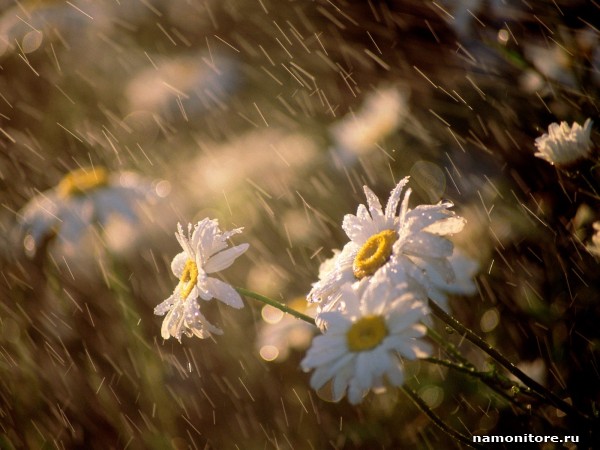 Календарные дожди