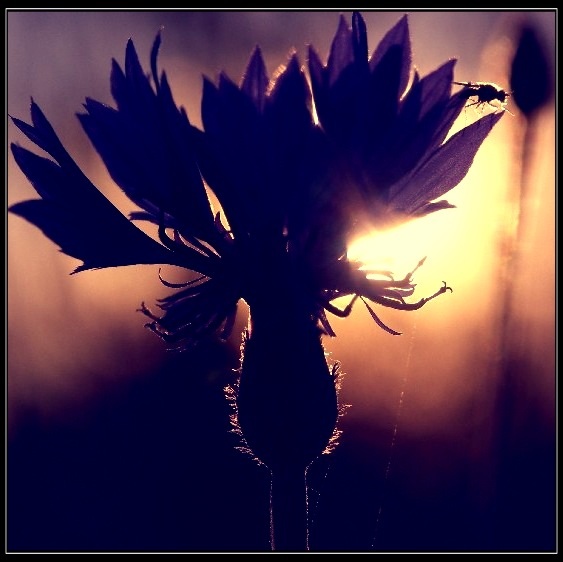 ночные васильки