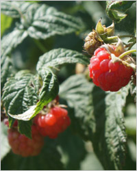 Малиновые приключения