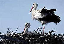 Свили давно аисты гнезда