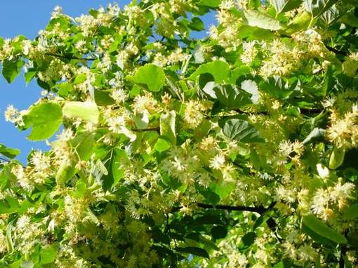 Летом, когда цветут липы!