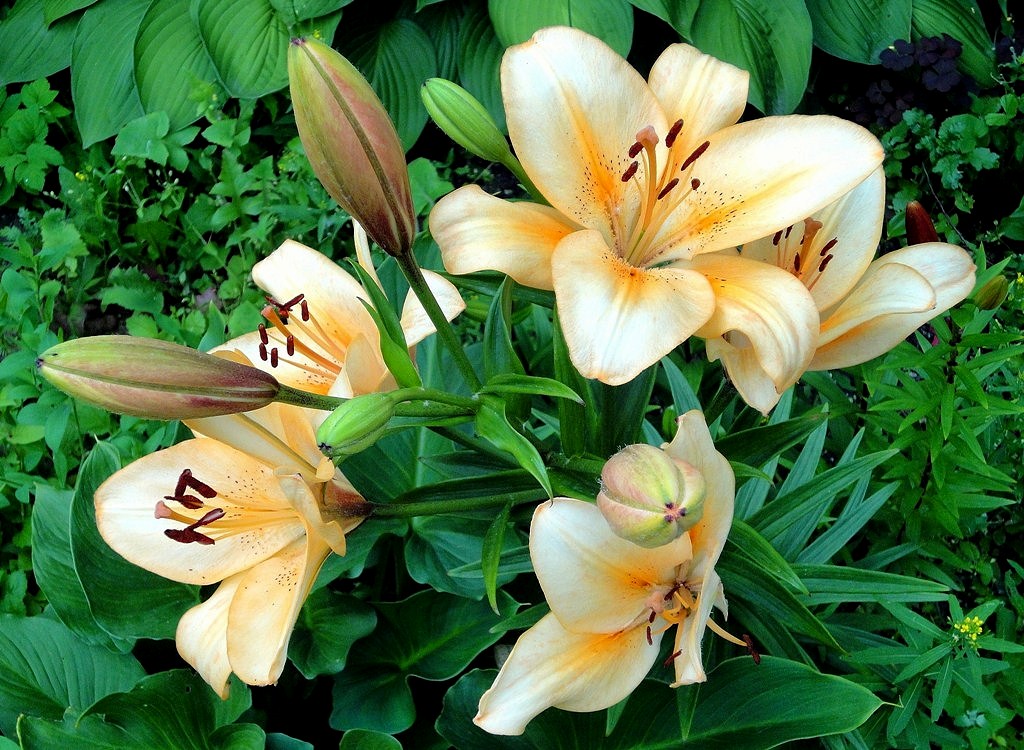 Лилии московского двора