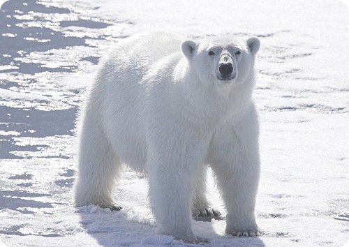 Белый медведь