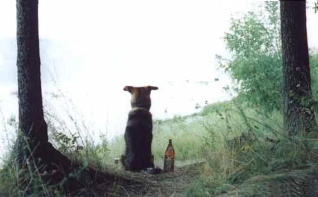 Лучший друг человека не женщина - собака...