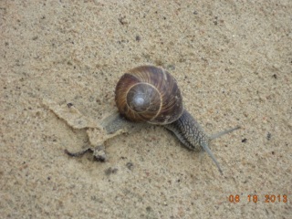 Жанкам нашим, нажНичКХам хвайным,