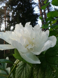 Пион после дождя...