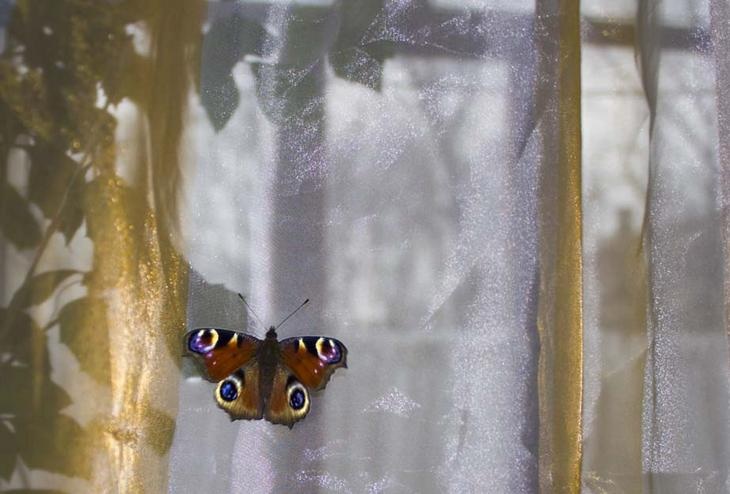 Бабочки влетают в дом. Бабочки на окна. Мотылек на окне. Бабочка за окном. Бабочка на оконном стекле.