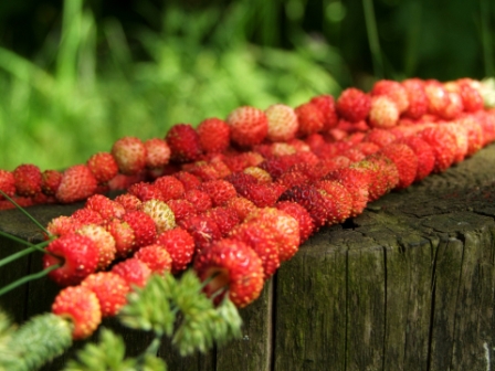 Земляничная песенка