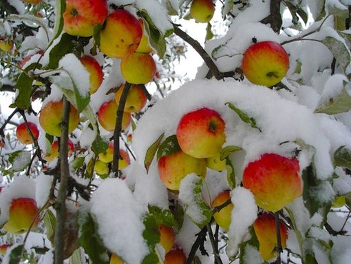 Сентябрь и яблоки в снегу