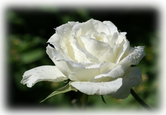 Лунная роза