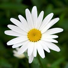 Королевское утро