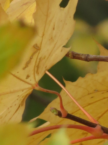 А знаешь - мне осень досталась...