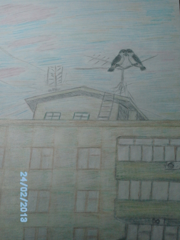 Влюбленные вороны