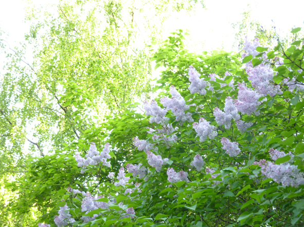 Соловьи на Дмитровке поют! Романс