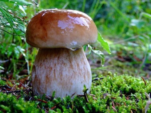 Поход за грибами