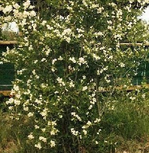 Отцвёл жасмин