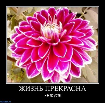 Мы учимся у Жизни...