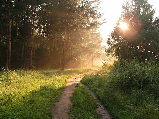 Утро с детьми в лесу