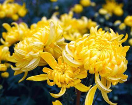 Знания - гирлянда из цветов...