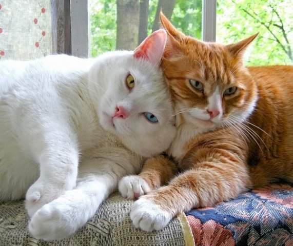 Сегодня праздник у любви...