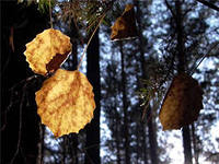 Расстояние в два конца...