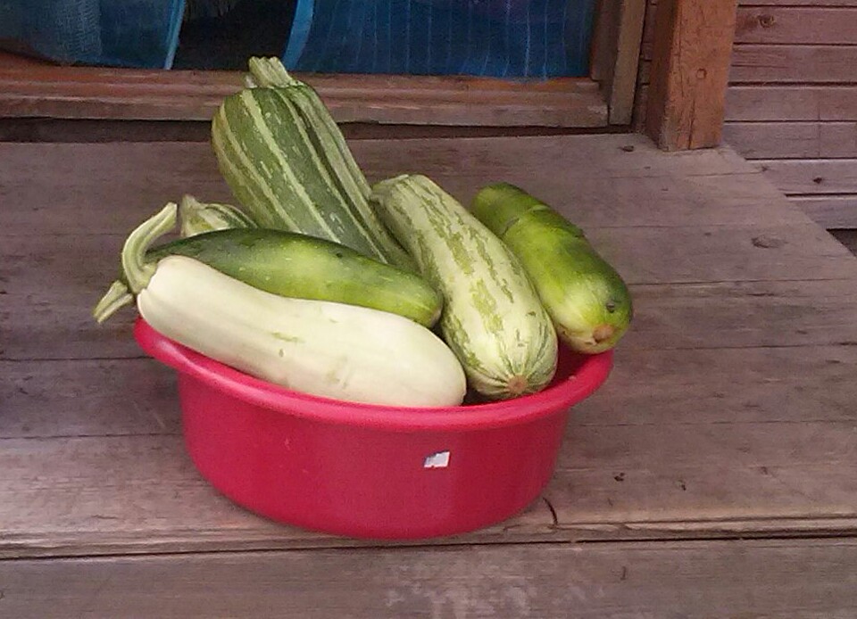 Праздник первого кабачка