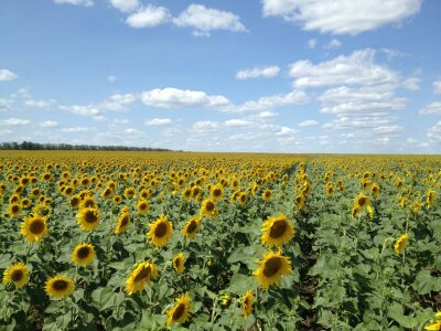 Подсолнухи в полях