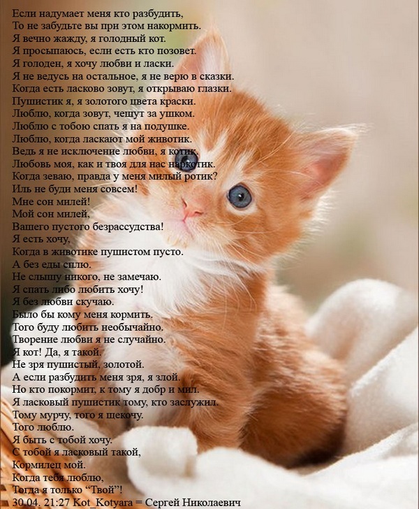 Стих про любимого кота | Милые котики, Животные, Кот Стихи про любимого котенка