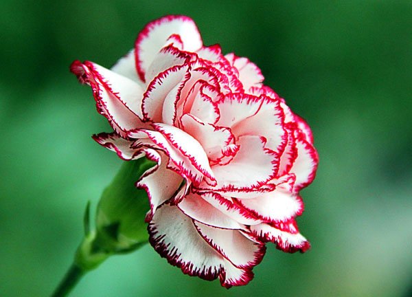 Третий цветочный сонет