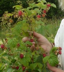 Малиновый рай