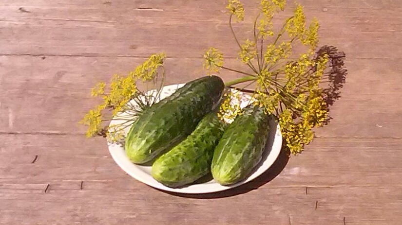 Праздник первого огурца