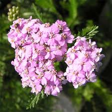 Буревiй i Деревiй