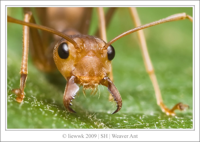 Лев и Муравей