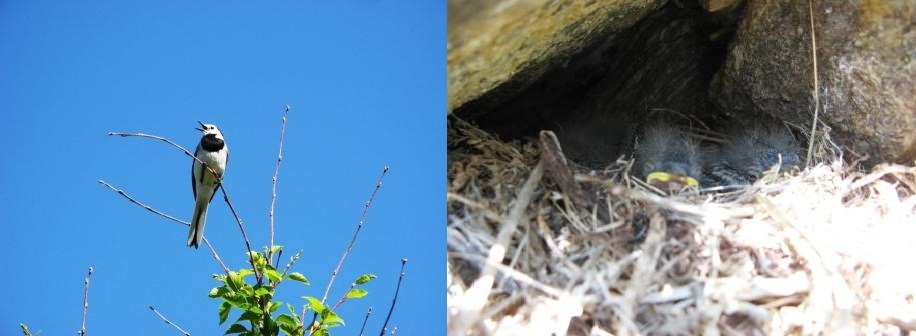 Трясогузки