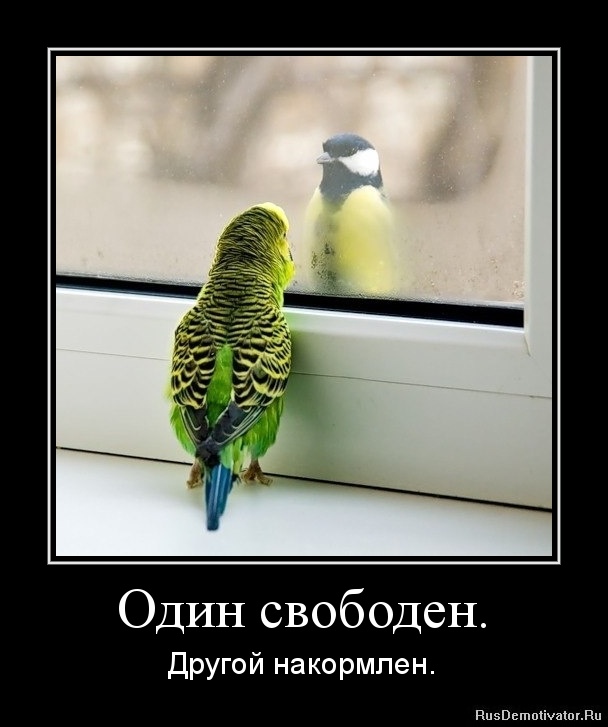 Свобода