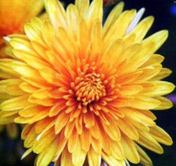 До Осени - далеко..