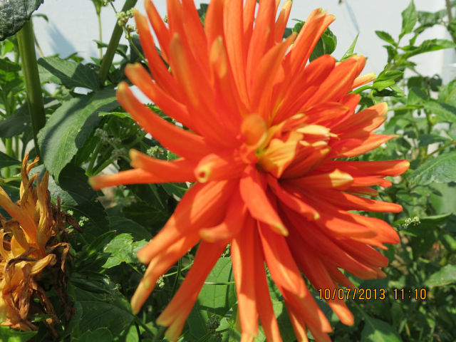 Георгин расцвёл