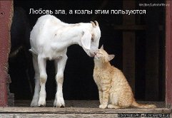 Любовь зла...