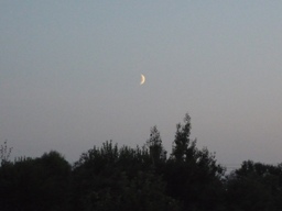 Соловьиная ночь