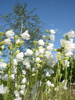 Жаре уже не радуюсь, мой друг