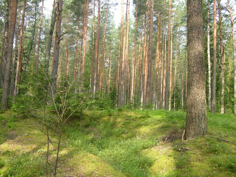 По мягкой траве