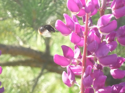 С детьми на даче