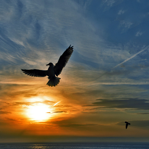 Я птица! Вестница зари! фото Яндекс