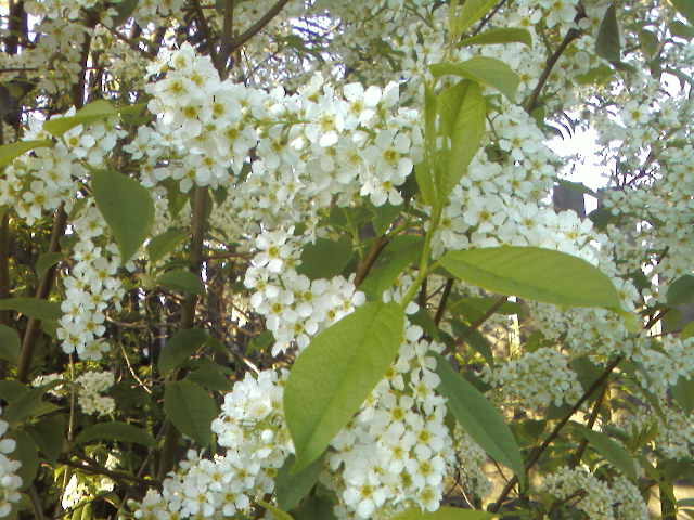 Времена года. Весна